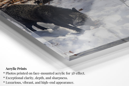 Arctic Shadow Black Fox - Vertical Wildlife Print