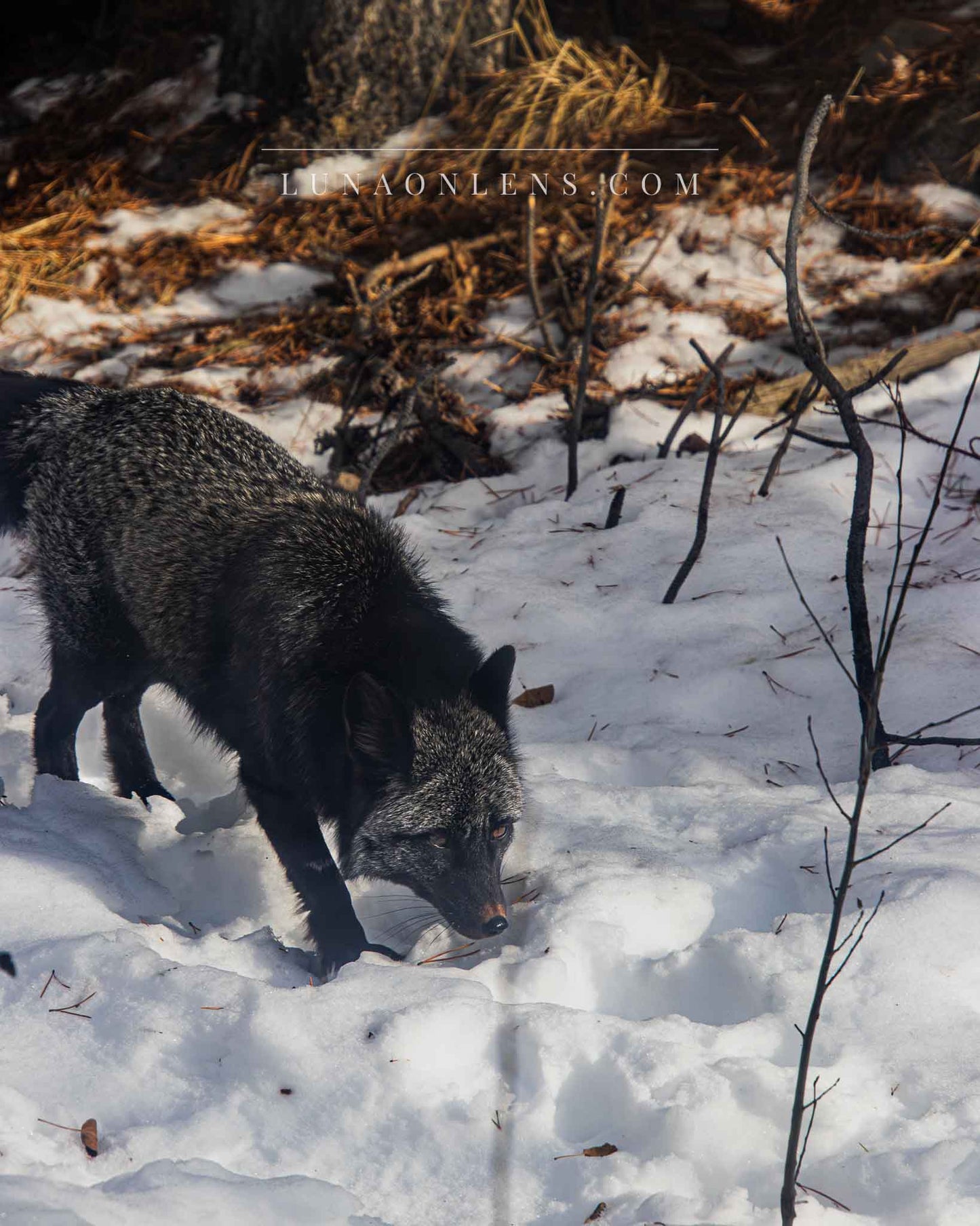 Arctic Shadow Black Fox - Vertical Wildlife Print