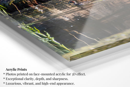 Swimming Australian Grebe - Vertical Wildlife Print