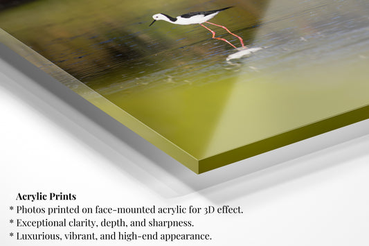 Australian Stilt Wading - Vertical Wildlife Print
