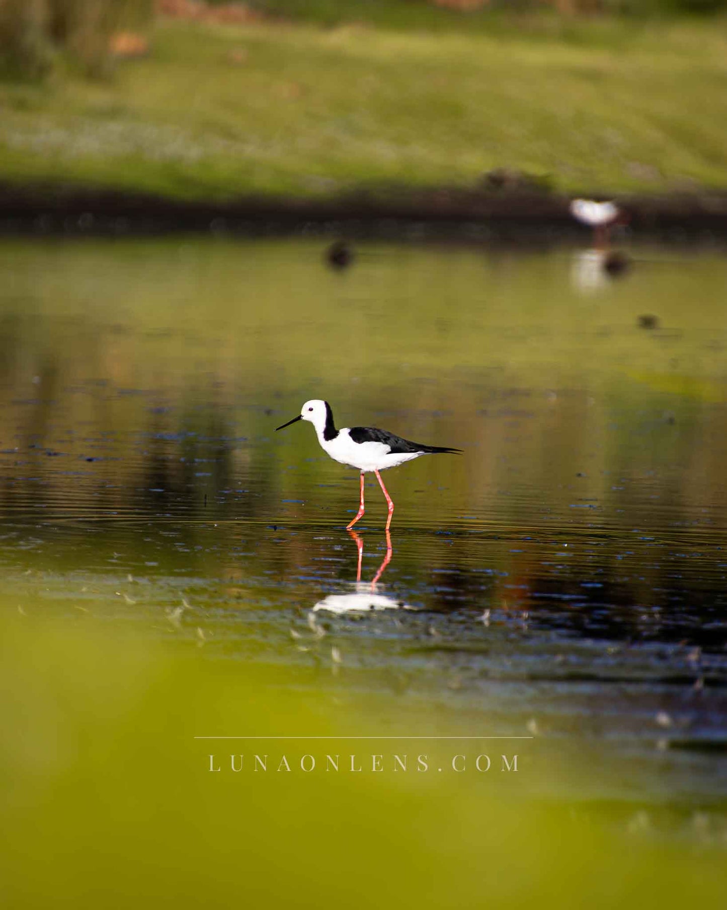 Australian Stilt Wading - Vertical Wildlife Print