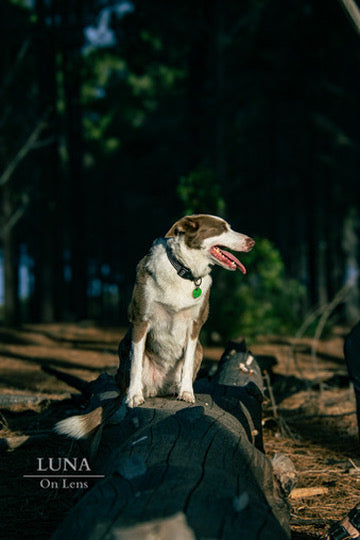 Pet Photography Booking