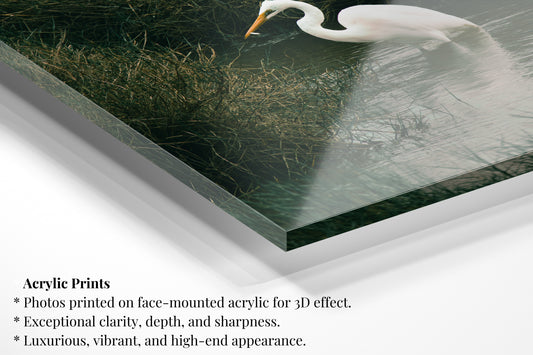 Fishing Great Egret - Vertical Wildlife Print