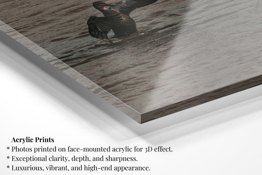 Flapping Pacific Black Duck - Vertical Wildlife Print