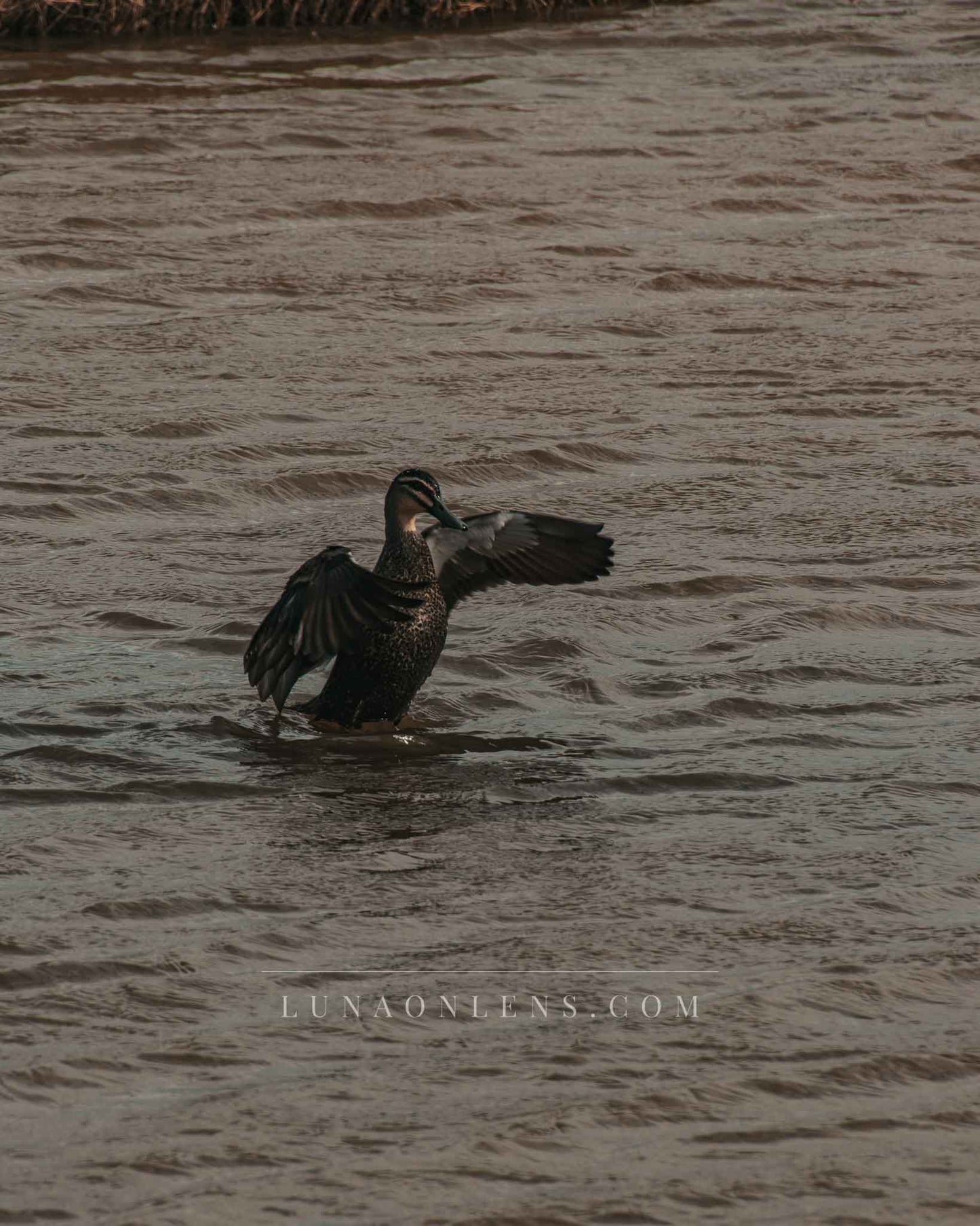 Flapping Pacific Black Duck - Vertical Wildlife Print
