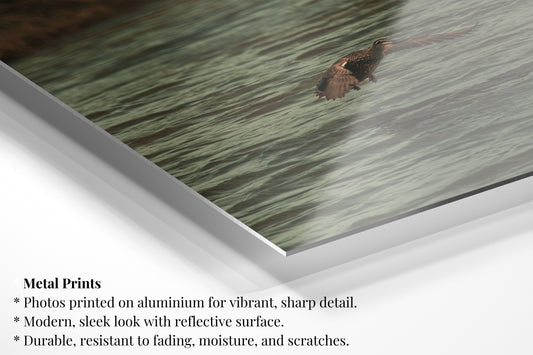 Flying Pacific Black Duck - Vertical Wildlife Print