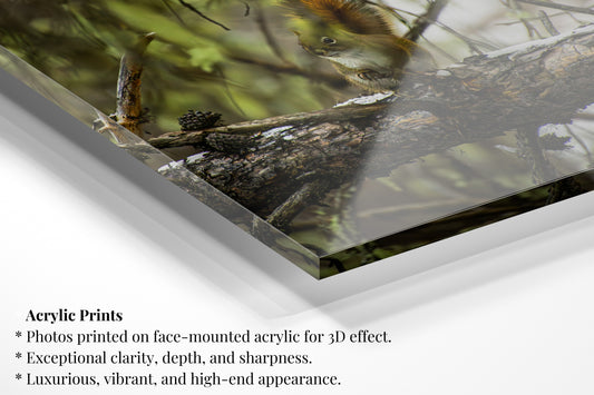 Forrest Squirrel - Vertical Wildlife Photo