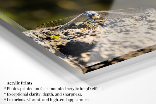 Perching Australian Dragonfly - Vertical Wildlife Print