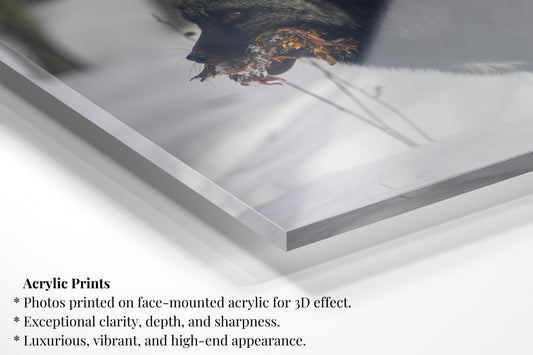 Snow-Whisper Black Fox - Vertical Wildlife Print