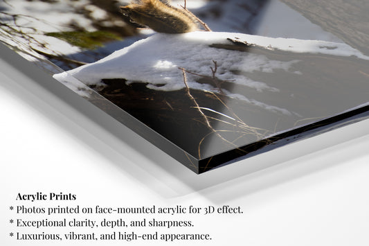 Snowy Squirrel - Vertical Wildlife Photo