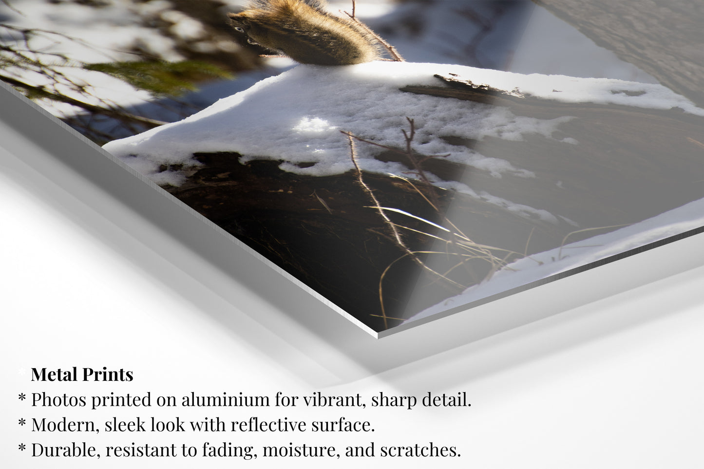 Snowy Squirrel - Vertical Wildlife Photo