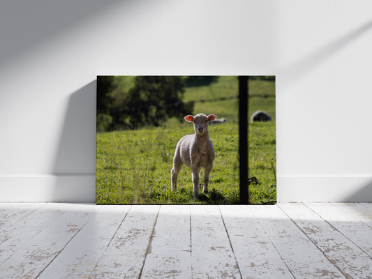 Spring Lamb - Horizontal Landscape Print