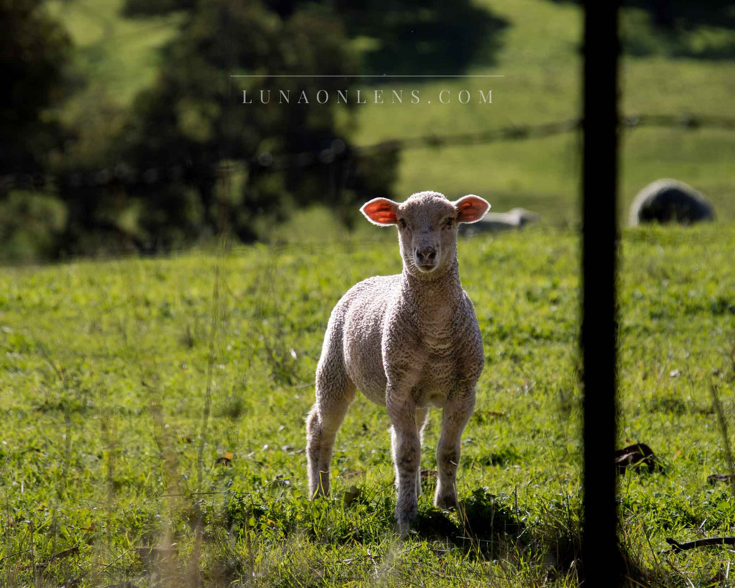 Spring Lamb - Horizontal Landscape Print