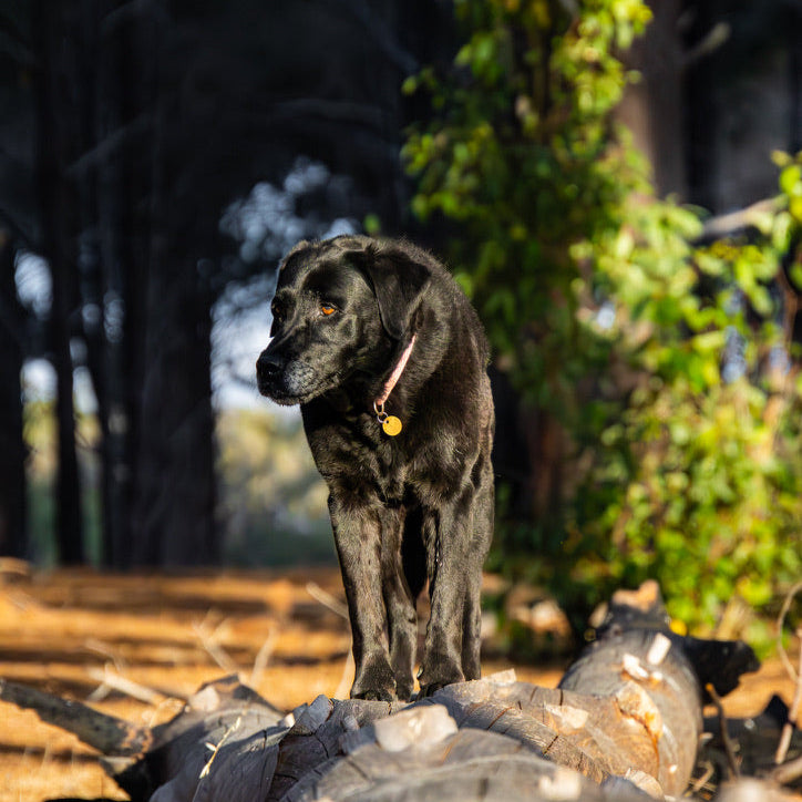 Pet Photography Booking