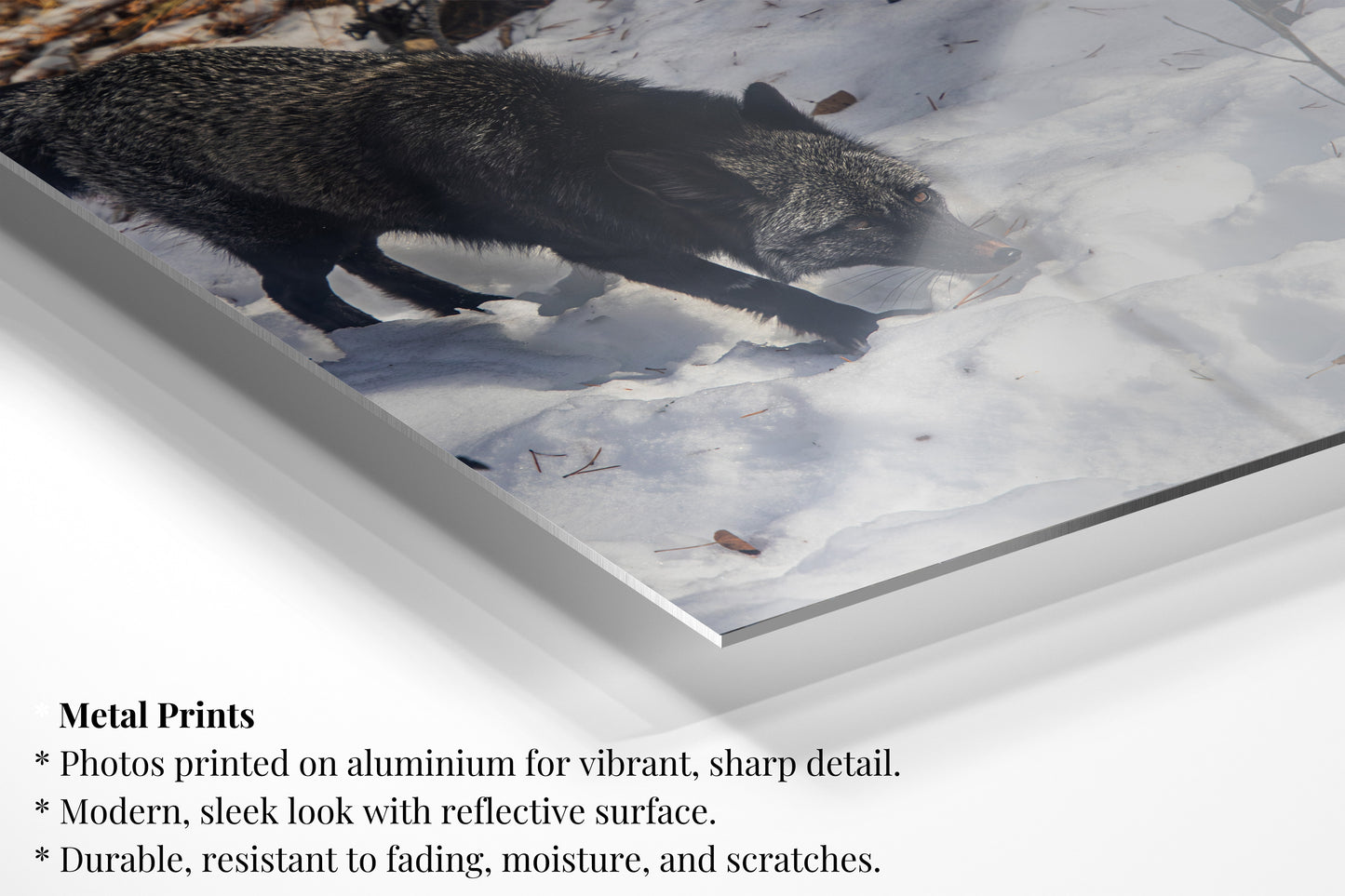 Arctic Shadow Black Fox - Vertical Wildlife Print