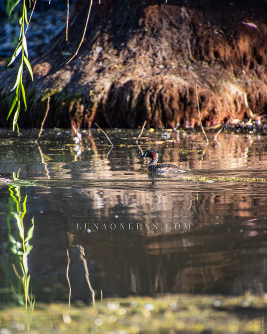 Swimming Australian Grebe - Vertical Wildlife Print