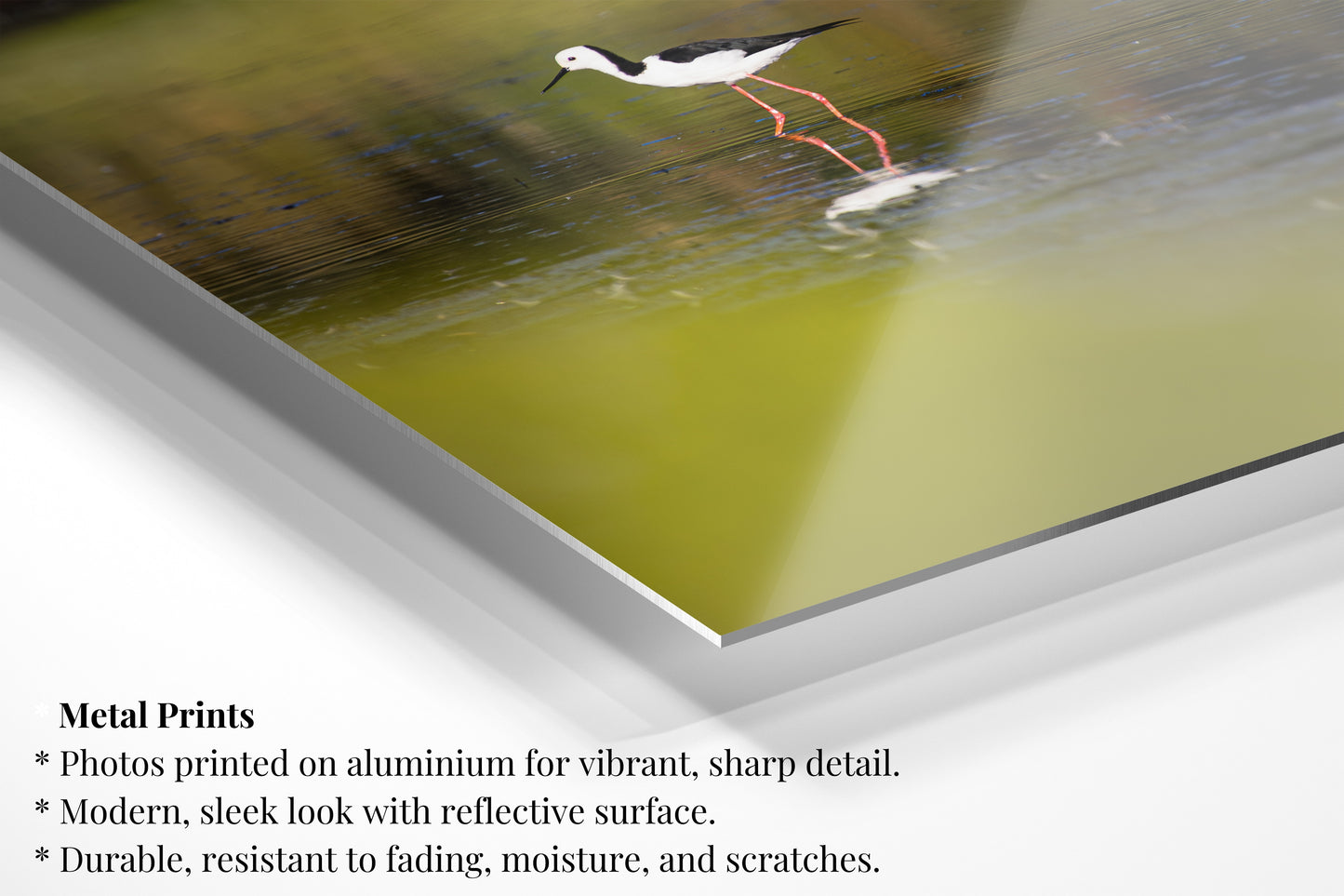 Australian Stilt Wading - Vertical Wildlife Print
