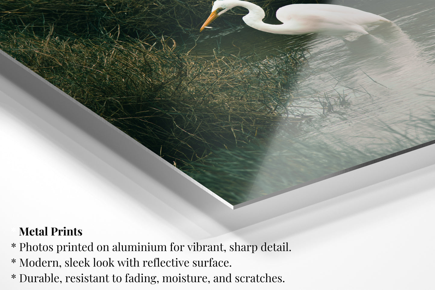 Fishing Great Egret - Vertical Wildlife Print