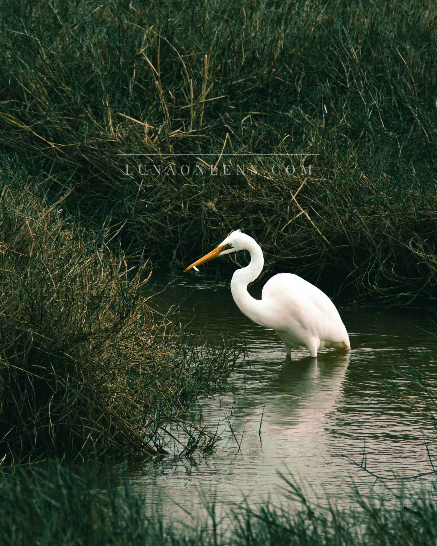Fishing Great Egret - Vertical Wildlife Print