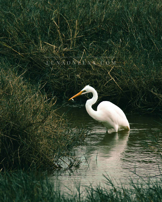 Fishing Great Egret - Vertical Wildlife Print