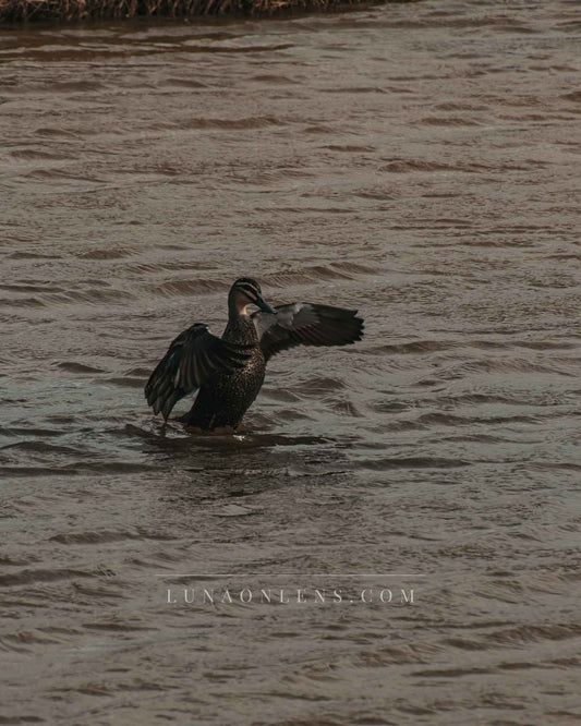 Flapping Pacific Black Duck - Vertical Wildlife Print