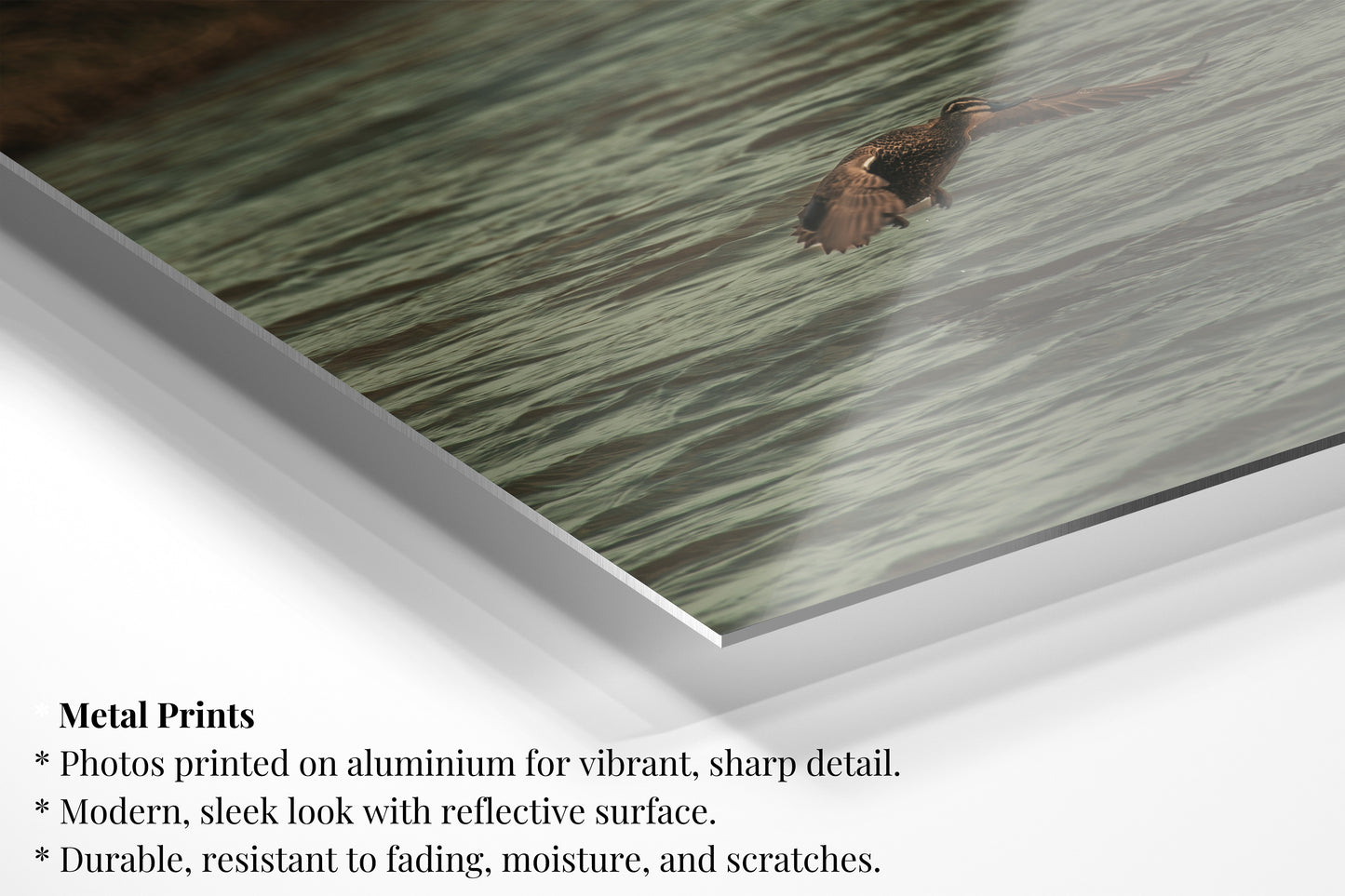 Flying Pacific Black Duck - Vertical Wildlife Print