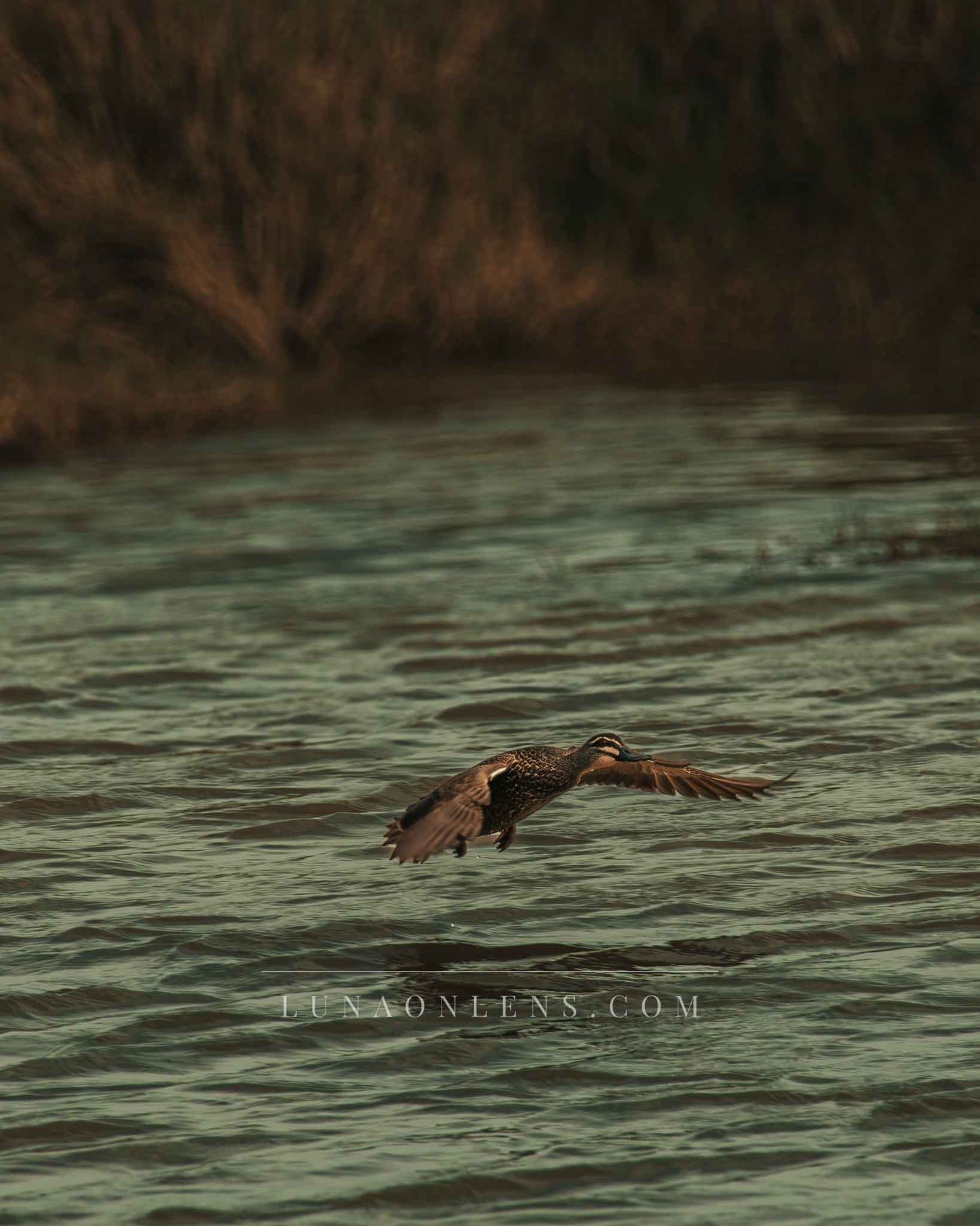 Flying Pacific Black Duck - Vertical Wildlife Print