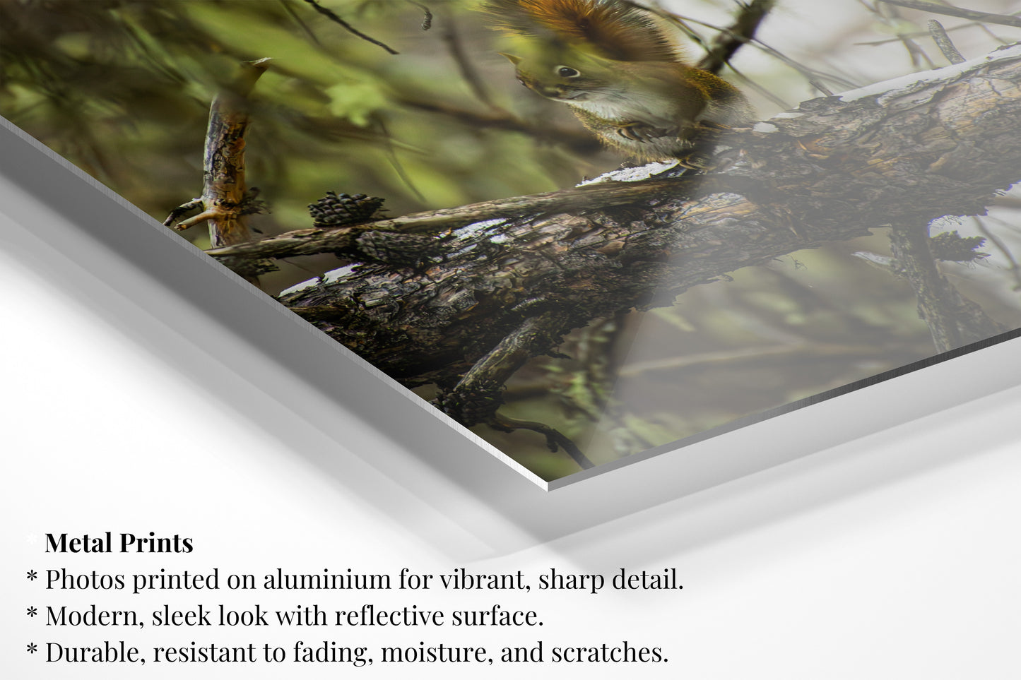 Forrest Squirrel  - Vertical Wildlife Photo