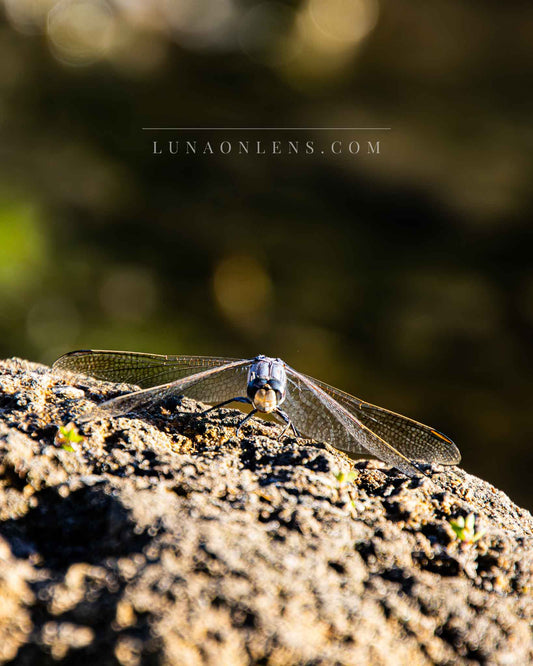 Perching Australian Dragonfly - Vertical Wildlife Print