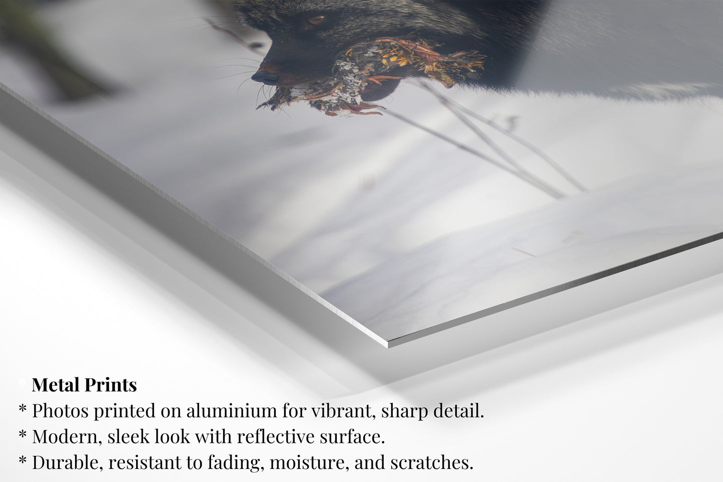 Snow-Whisper Black Fox - Vertical Wildlife Print