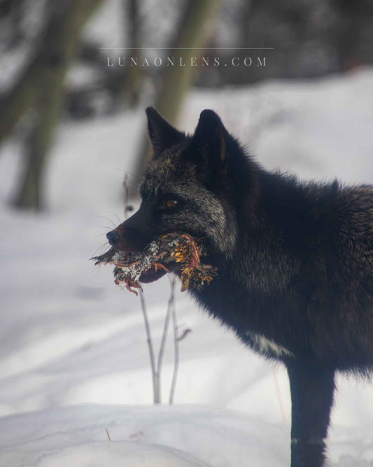 Snow-Whisper Black Fox - Vertical Wildlife Print