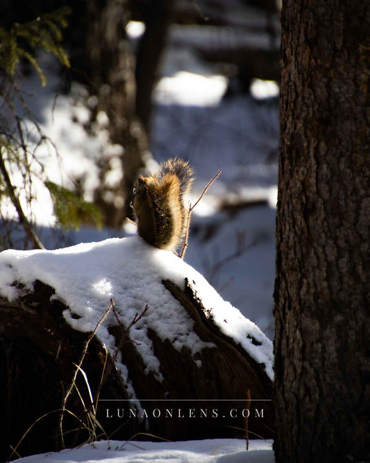 Snowy Squirrel - Vertical Wildlife Photo