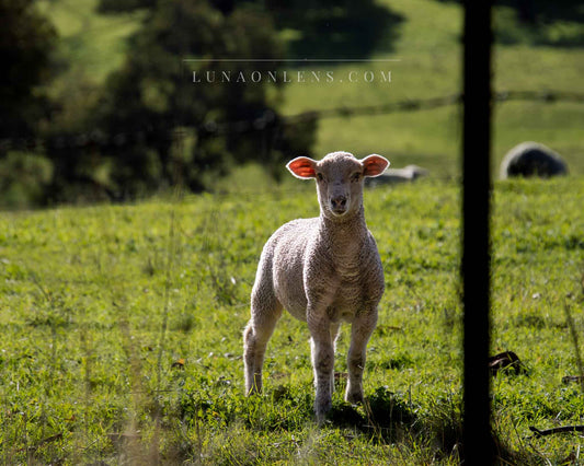 Spring Lamb - Horizontal Landscape Print