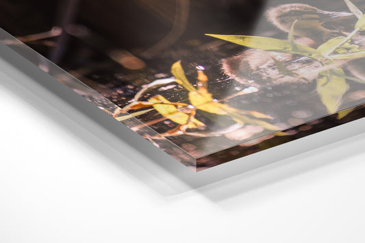Summer Duckling - Horizontal Wildlife Print