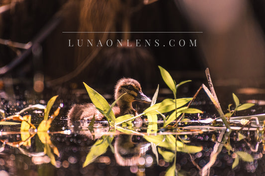 Summer Duckling - Horizontal Wildlife Print