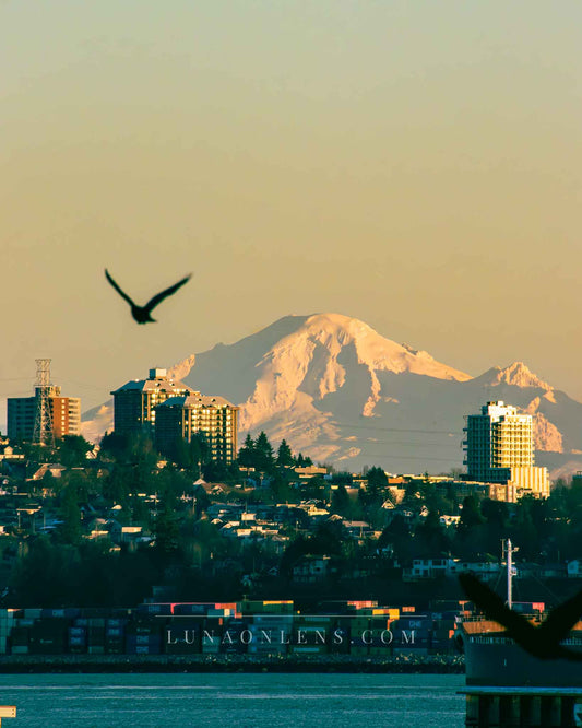 Vancouver Cityglow Sunset - Vertical Wildlife Photo